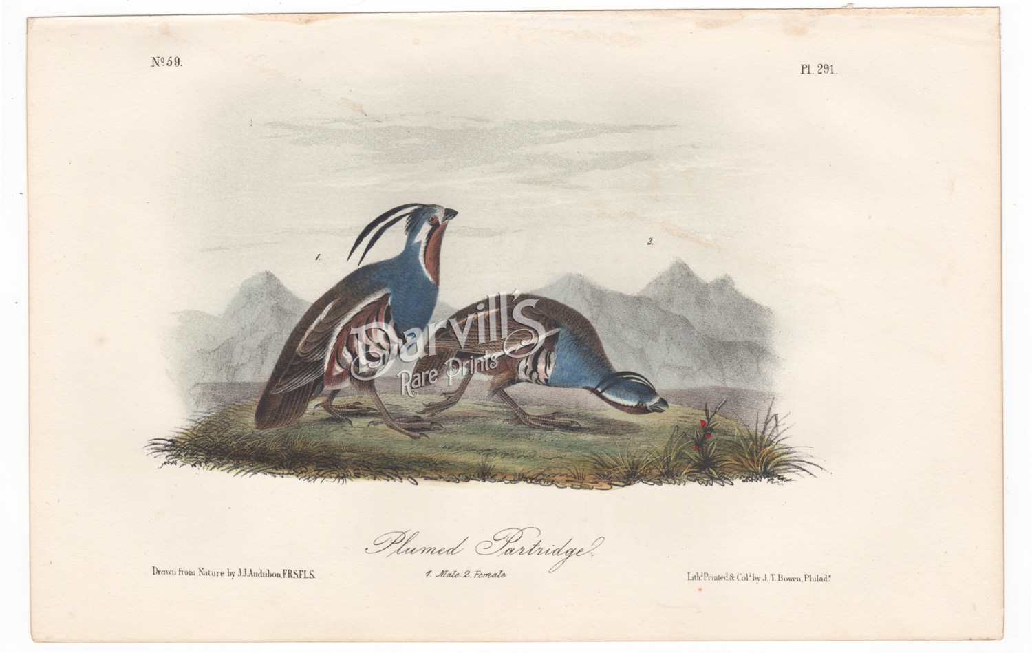 Audubon Plumed Partridge plate 291